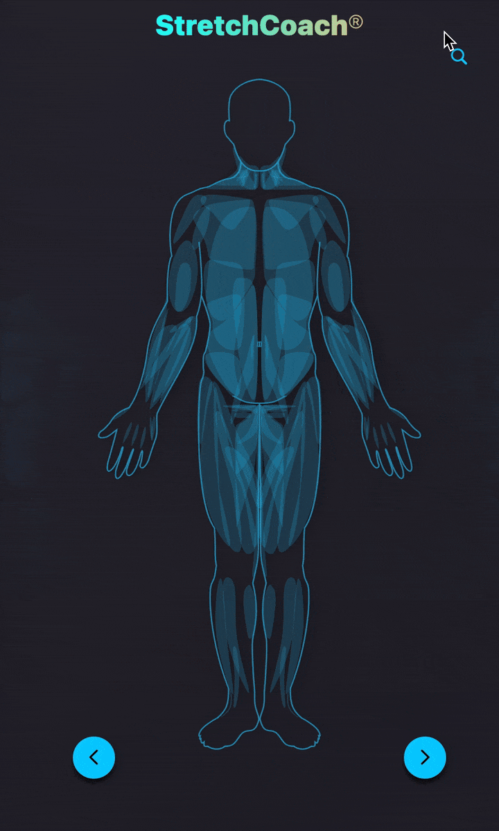 Search for muscle with text in StretchCoach app